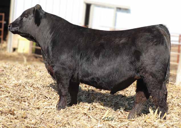 years. A full sister topped the spring open heifer division last year and another full sister is among the most beautiful females selling in this sale as a pair.
