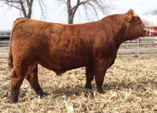He will charm you with his great numbers from calving ease to growth to maternal. Need a bull to turn out on heifers? Then this guy needs a serious look.