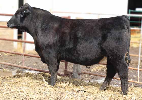 48 121 72 If you are in search of a calving ease herd sire that will improve phenotype on a set of calves then this smooth shoulder, small headed, cool looking guy might be just the answer.