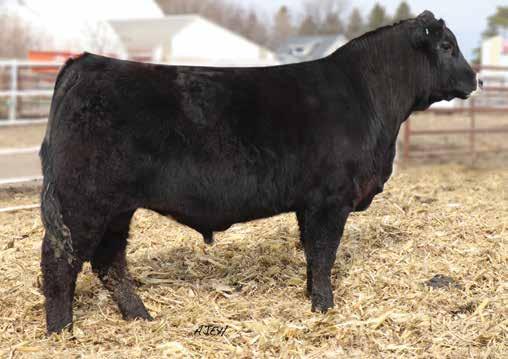 Denver this year and maternal sibs to the Champion Pen of 3 heifers in Denver in 2017. A herd sire prospect with a little more power and performance in a baldy package.