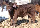 69 136 77 Lot 4A Black Polled Purebred SM Female ASA#3542901 \ Tattoo: E124X \ BD: 1-31-17 Act : 68 ET I have lost count the number of times I fell in a mud hole, not paying attention to where I was