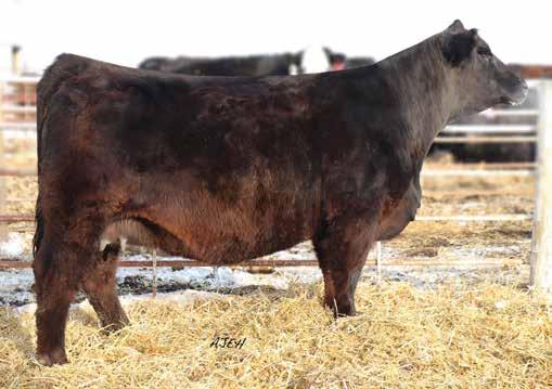 If you re looking for a purebred Dynamite daughter, Executive Blast is an excellent choice. The EO girls hold themselves together so well and clearly has some good milk as stout as her baby is.