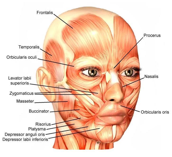 STEP 4. Muscle stimulation Facial muscles Many of the muscles in the face are attached not to bones, but to each other, or to the skin.