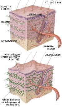 The Aging Skin Epidermal cells become thinner and less sticky. Epidermal cells decrease 10% per decade and divide slower. Dermal layer thins, less collagen is produced, and elastin fibers wear out.