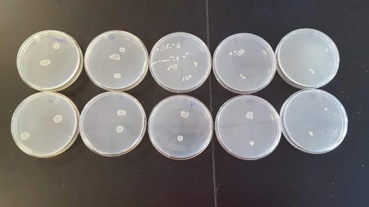 coli culture on nutrient agar plates after 10 washes.