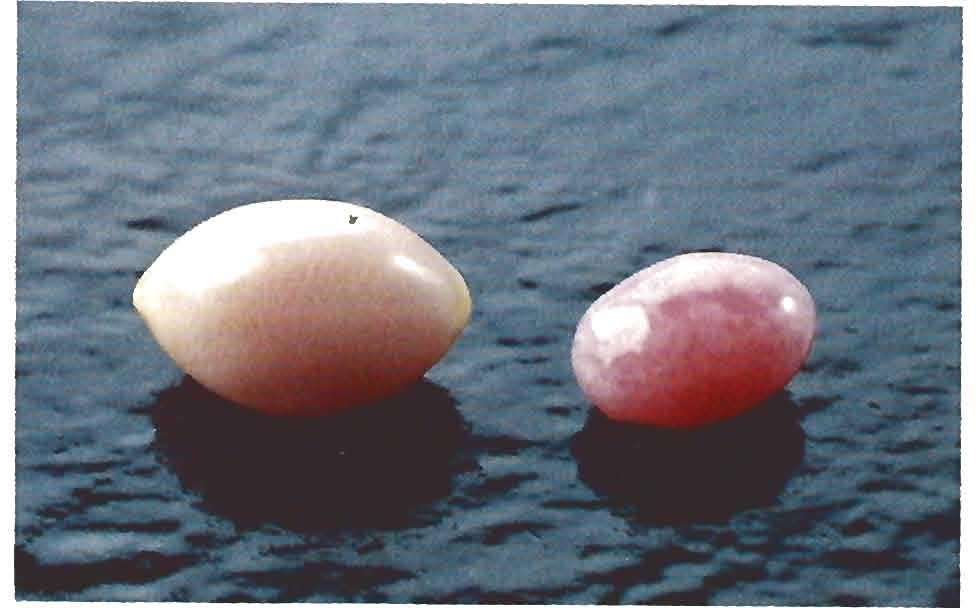 This characteristic of the shell was noticed early on, as a consequence of its use for cameos (Brown, 1986). The fading is probably related to the organic origin of the pink color.