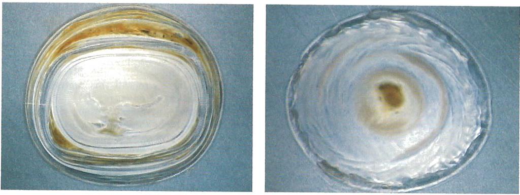 Figure 15. Thin sections (about 100 p,m thick) were cut from a brown (left) and a pink (right) conch "pearl." The irregular brown core and the concentric structure ore clear in both thin sections.