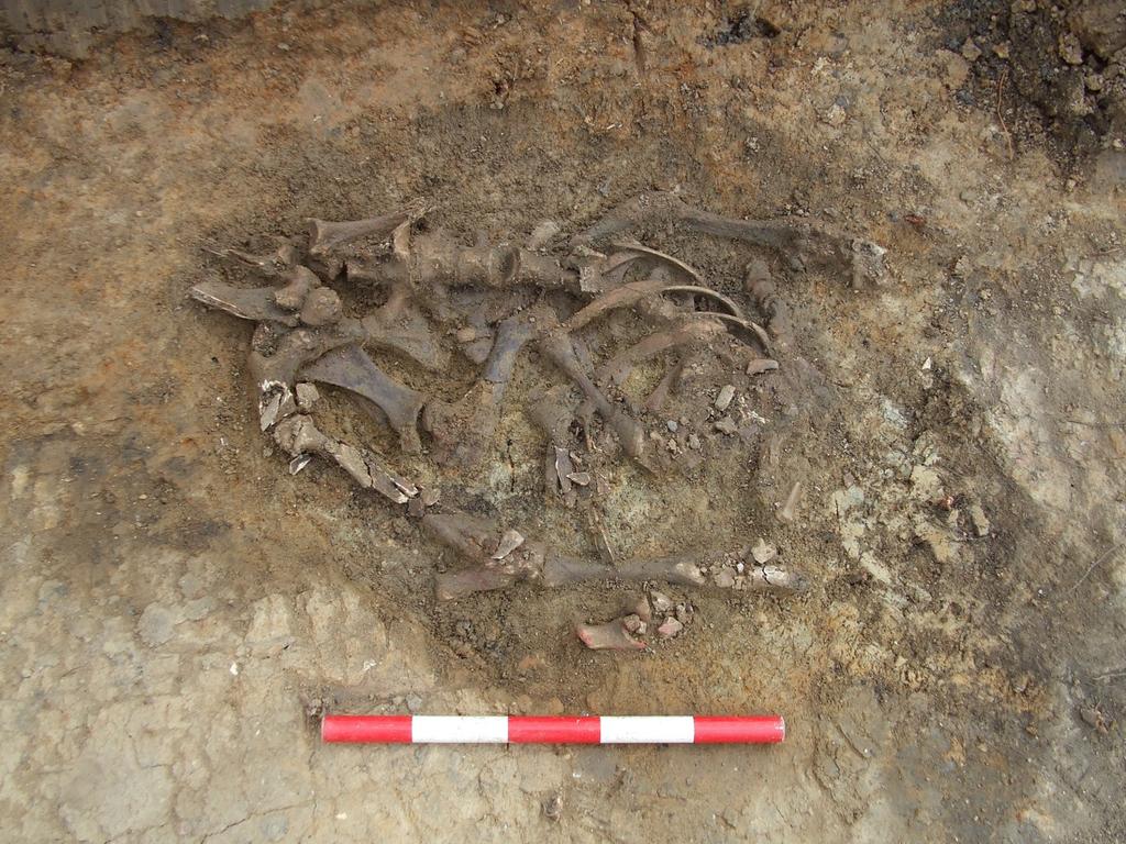 Fig. 15: Post-medieval calf skeleton in pit [309], looking east. Scale 0.