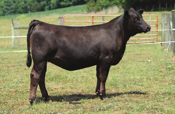 C001 is sired by Upper Class and is a daughter of the Partisover Roxie 7108T donor. This heifer is definitely a easy keeper and easy on the eyes.