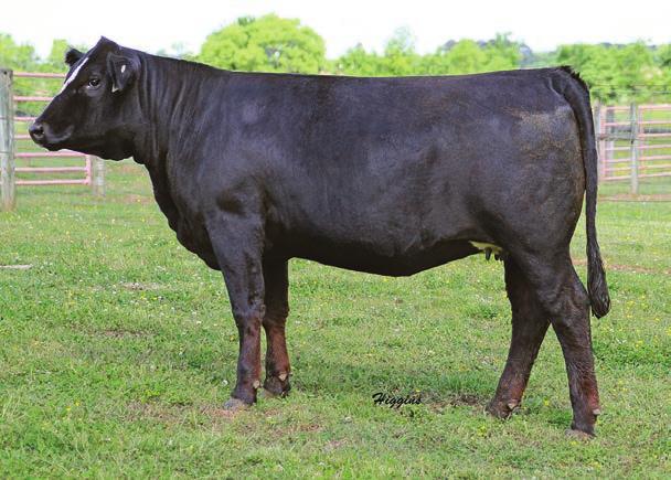 Family Traditions sale. We currently posses Capri Z202, as one of our featured donors and she consistently produces outstanding calves. 406B is expecting a late September calf from W/C United 956Y.