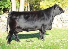 She is a natural calf of SVF/BT Sazerac Y701, on of our featured donors also in the Genetic Connection sale.