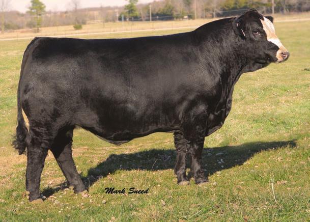 B900 s sire is Levage (Upgrade x Shania) and she has every indication of being yet another outstanding Sazarac female. Hart to go wrong on this one! Homozygous black and homozygous polled.