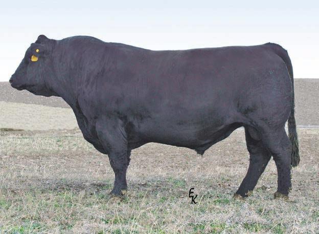 Hicks herd bull Jubilee. Jubilee is the results of some embryos Dr Hicks purchased at an earlier Genetic Connection Sale. Both of these heifers are bred to Hooks Shear Force.