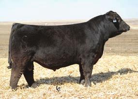 If you are looking for the cow to make the next herd sire with potential to be an AI stud, then look no further, U074 has already proven she can do that. LMF Madison is in the Select Sires lineup.