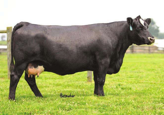 77 API 87 Adj BW : 80 Adj WW : 594 SVF/BT Sazarac Y701 was acquired form Sunset View Farm in 2014. As with virtually all Sazarac offspring she is just an outstanding female.