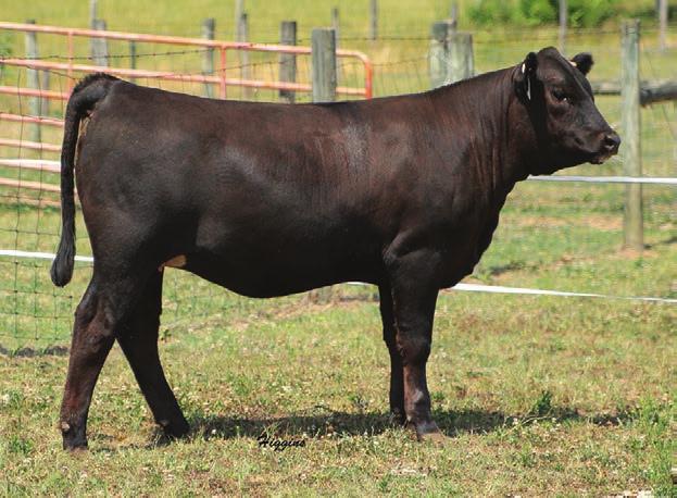 92 API 131 C546 and C538 I don t think the Genetic connection Sale would be complete without offering genetics from the Star donor we own with Sanders Ranch LLC.