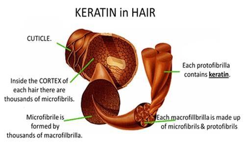 Hair Structure The Cuticle outer most layer of hair, provides protection Consists mostly of β-keratin (which protects the hair fiber) Contains cysteine and other amino acids such as arginine,