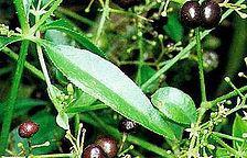 Manjistha (Rubia cordifolia) Helps