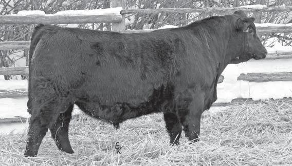 ½ SimAngus Bulls 83 KS 004 U290 Owned by: Roger Kenner Polled Black 1/2 SimAngus Bull Tattoo: U290 Birthdate: 3/10/2008 Adj. : 95 lbs Adj. : 825 lbs Adj. : 1415 lbs ADG: 3.69 WDA: 4.01 Adj. SC: 35.