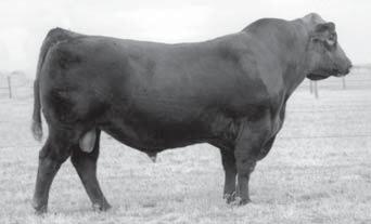 9 9 43 - -2 3 Dillons K217 Red Dream ASA#: 2236068 Sire: CNS Dream On L186 MGS: HC Power Drive 88H : 15 -.