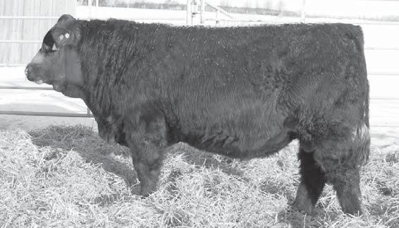 2 39 61 1 3 22 Purchased from Lewis Farms Ltd, Spruce Grove, AB, Canada. Son of their legendary bull 514N who died this past year.