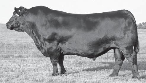 J91 Outback 604S (Purebred Simmental) Lazy S Red