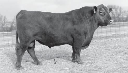 (Purebred Simmental) Wheatland Bull 131L (Teddy) x
