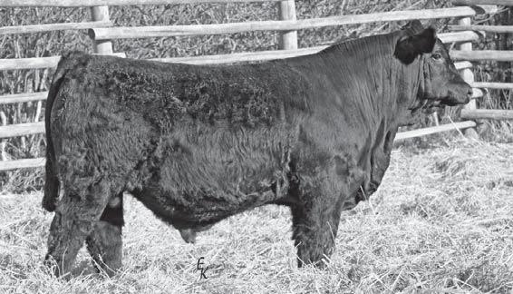 , and # 4 for WDA among Purebreds Dam is the mother of KS Bravado P68 4 KS GUNNER U71 Owned by: Erika Kenner Polled Red Purebred Bull Tattoo: