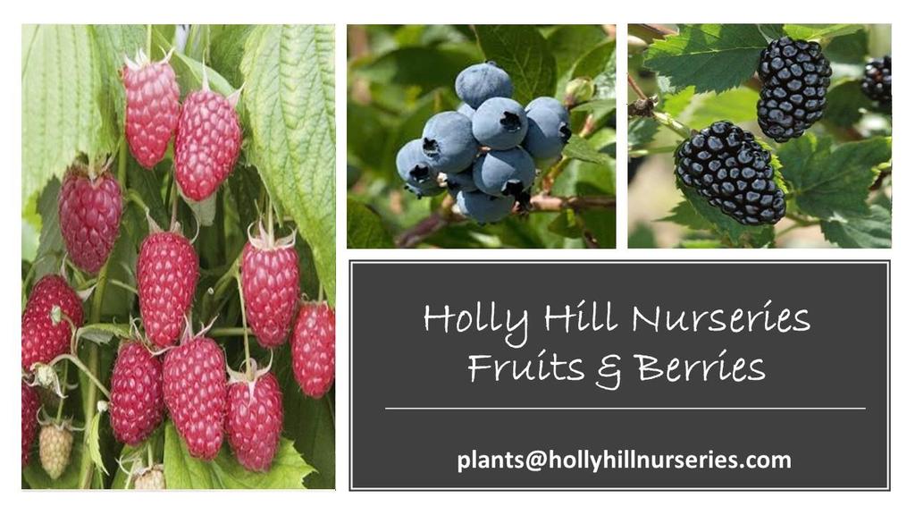 Fruit Blue Berries & Raspberries Plant Name Single Plant Price 5 Plant Price Half Flat Price Full Flat Price Tray Size