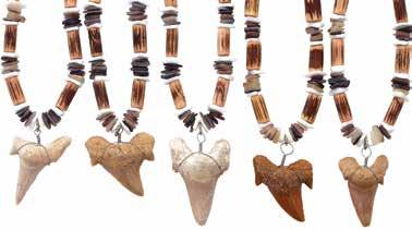 Shark Tooth Fossil Packs NK1599GT -