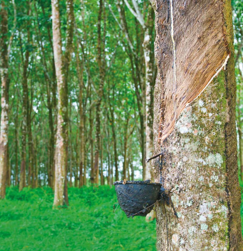 Hevea brasiliensis the tree from which milky latex is extracted and processed in the production of rubber. Currently 90% of the world production of natural rubber is located in Asia.