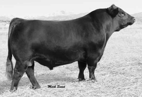Look for cowboy cut to add that extra muscle shape and performance as well as strong maternal and carcass traits. B RFRNC SIR Reg. No.