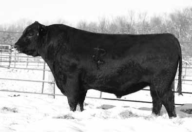 Miss Burgess 6437 is a top performing son of that was our pick in the 2012 Whitestone Krebs sale where he had the high indexing wearing weight of 867#, yearling weight of 1528# and a 16.8 Rib ye.