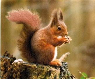 Red squirrels have russet red-brown fur on the body and tail. They are smaller in size and lighter in weight than grey squirrels. In winter they grow large ear tufts.