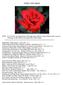 ROSE LORE INDEX. Cajun Sunrise: Rose of the Month (Suzanne Horn) May 2006, p.9