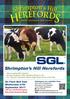 Shrimpton s Hill Herefords