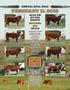 ANNUAL BULL SALE FEBRUARY 11, :30 PM AT THE RANCH SELLING: 178 BULLS