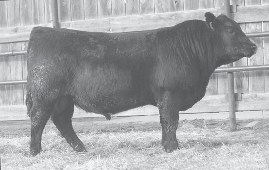 MR Angus Ranch is pleased to have made BEEF Magazine s top 100 seedstock operations list. Lot 27 27 MR Earnan 21055 Calved: 06/14/15 Reg. No.