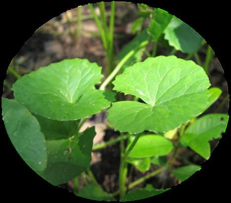 CENTELLA ASIATICA EXTRACT Long History of its Wide Range of Medical Applications : extracted from the swamp plant, Centella Asiatica, native to Sri Lanka and Southern Africa the triterpenes in