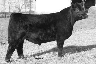 YORK FARMS INSIGHT 1617 - He sells as Lot 3.