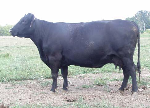 34 Consignor: KB ANGUS lot 18 Service sire KB-full measure c40 - AI d 8/3/17 to KB-Full Measure C40 (AAA# 18423726) who was just purchased by Select Sires - A soggy slick haired cow from the Profolic