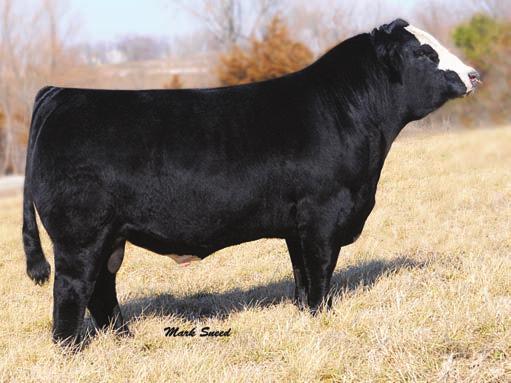 Simmental Bred Heifers 16 45 sire Fbf1 combustible 46 sire connealy capitalist 47 service sire jf foundation 48 46 LACAT CAPITALIST BD: 8/27/15 ASA#: 3157138 Tattoo: C521 1/2 SM 1/2 AN S A V FINAL