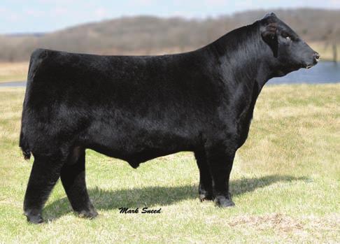 8 Consignor: Lattimore Cattle Company SRS J914 PREFERRED BEEF KAPPES PEARL N34 KAPPES L.