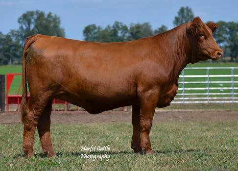 Big ribbed, stout featured, yet smooth In her joints. Great bulls, heifers or steers out og this one. Bred with sexed WLE Uno Mas for a heifer.