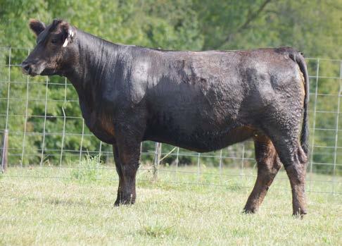 5 - AI d 5/22/17 to ACW Ironhide 395Y (ASA# 2624126) - We dug deep in our bred heifer pen for this sale - we should be keeping this one! This heifer is awesome fronted, big-ribbed and can move.