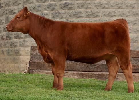 Her dam stems from the famous Rita family she was purchased from the Wehrmann dispersal sale.