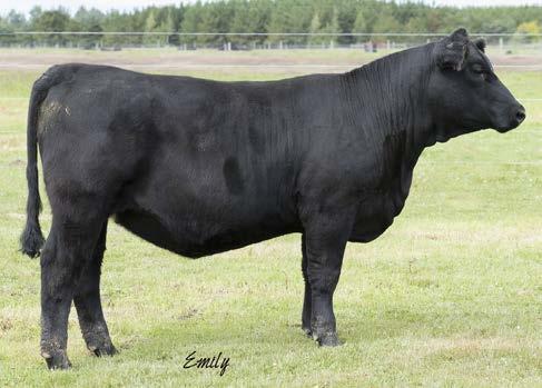 This Back in Black x JF Reba 736T daughter is something special and she has a great dispositon. She makes the choice very hard! Selling 50% interest & shared possession from choice of three heifers.