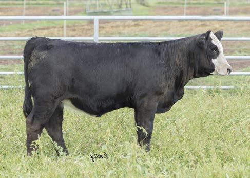 lot 91 sire ws all around lot 92 91 PSFE33 BD: 1/24/17 ASA#: 3278634 Tattoo: PSFE33 3/4 SM 1/4 AN WS BEEF KING W107 WS ALL-AROUND Z35 PSFZ5Y CDI MS HIGH ROLLER 39W 17.2-2.7 58.3 86.9 14.8 23.3 52.