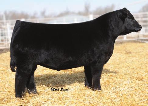 Don t miss the chance to buy a female with Loaded Up in her pedigree. They have the look that everybody wants today.