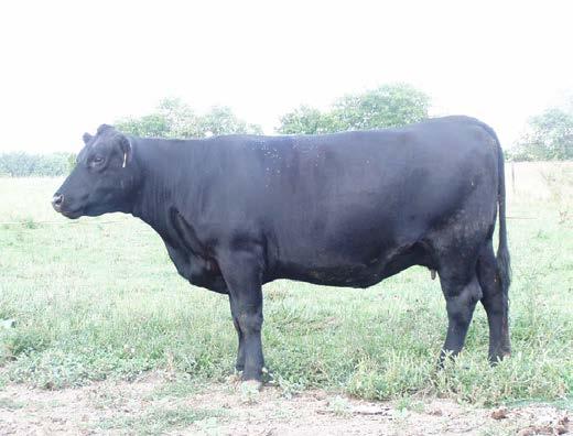08 - AI d 4/25/17 to EAR Resistol 3710B (AAA# 17434366) - A productive young Brillance daughter that stems from our oldest and most prolific cow family. There is milk and performance in this pedigree.